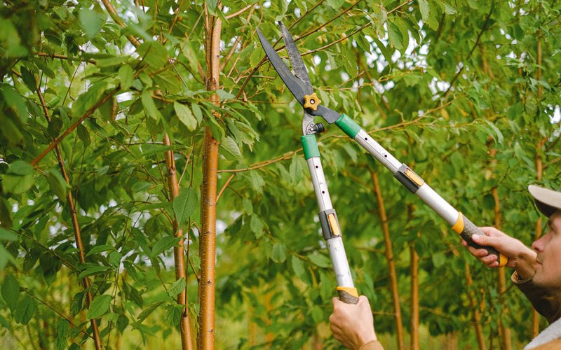 Tree trimming in Davis City, IA